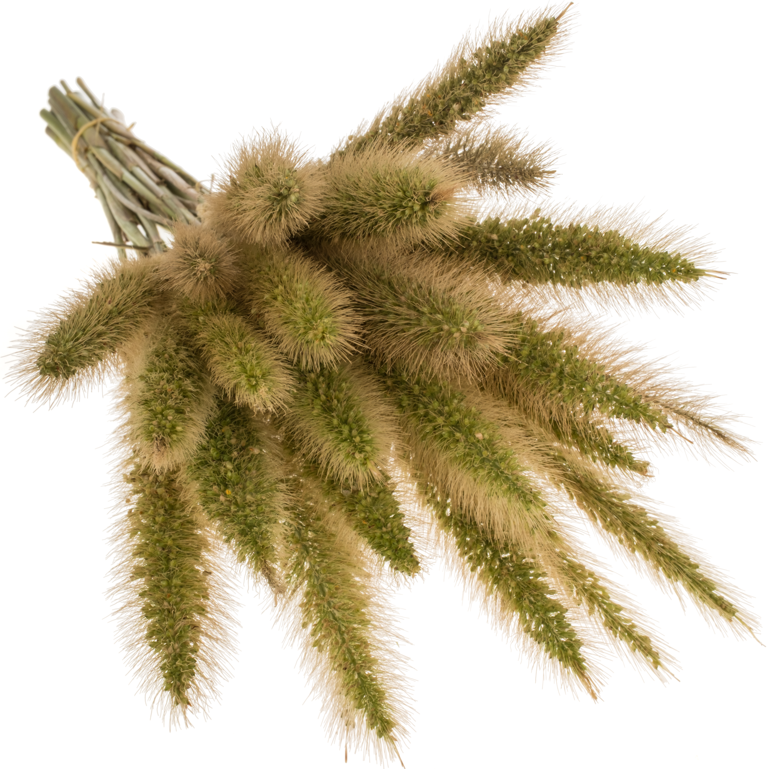 Ziergras hell grün Pennisetum 65cm x 25