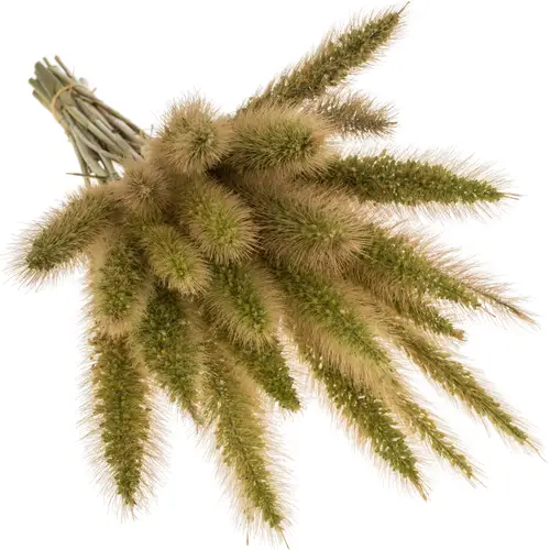 Ziergras hell grün Pennisetum 65cm x 25