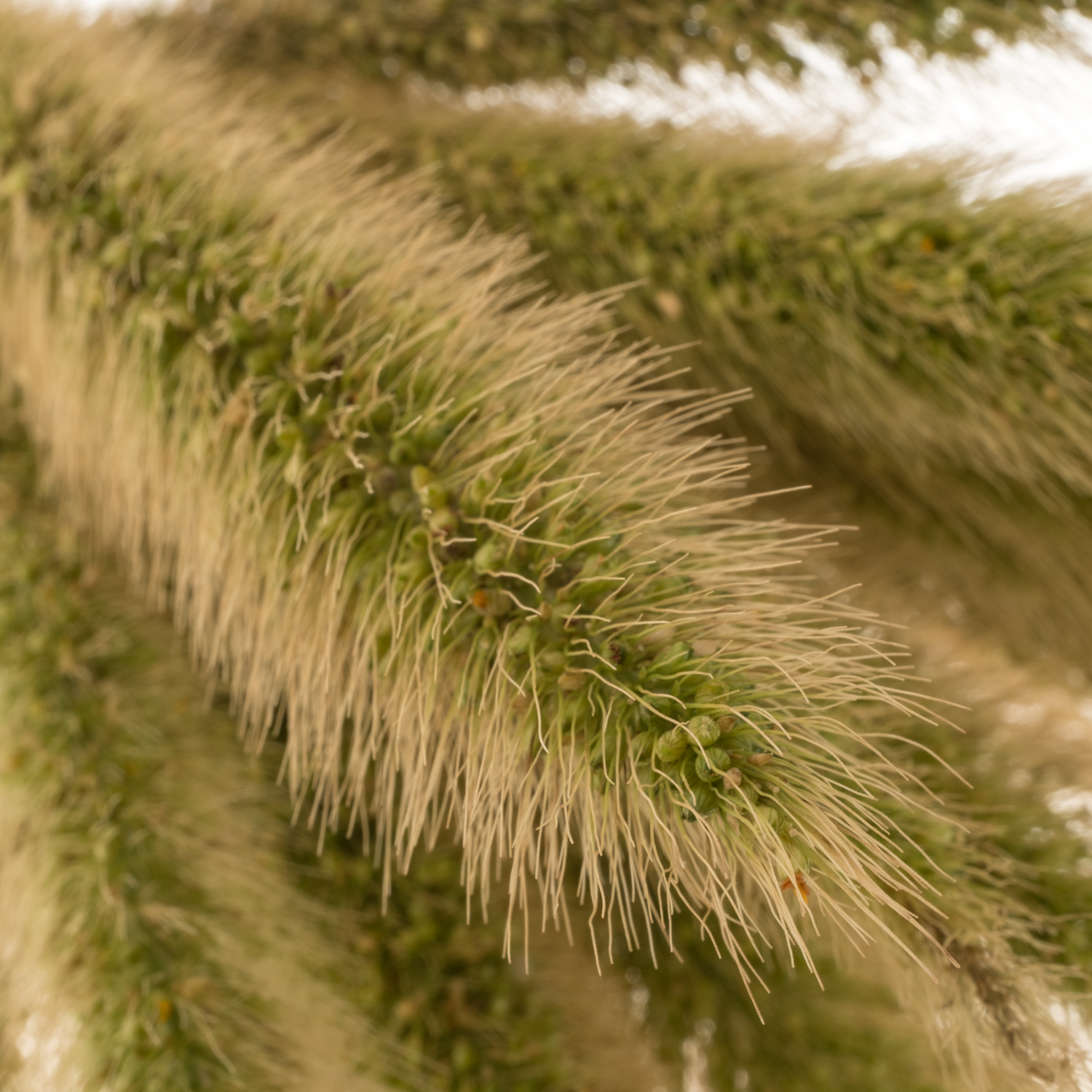 Ziergras hell grün Pennisetum 65cm x 25