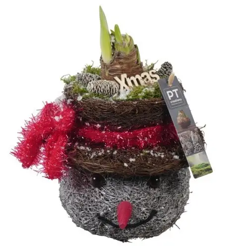 Amaryl.Arr PTACH5909 rote Bl. Weihnachten T18 H032