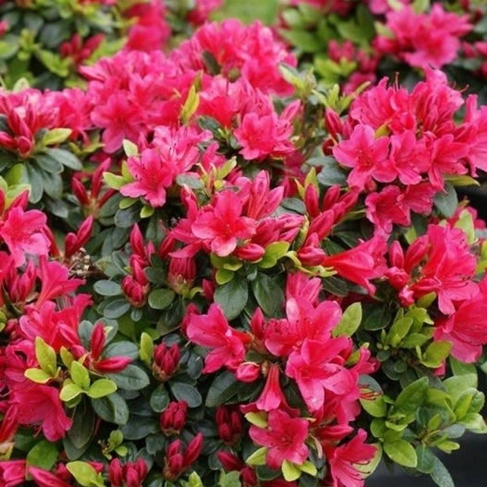 Rhododendron Geisha Red T17 H25