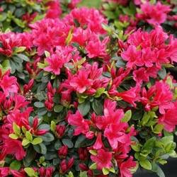Rhododendron Geisha Red T17 H25