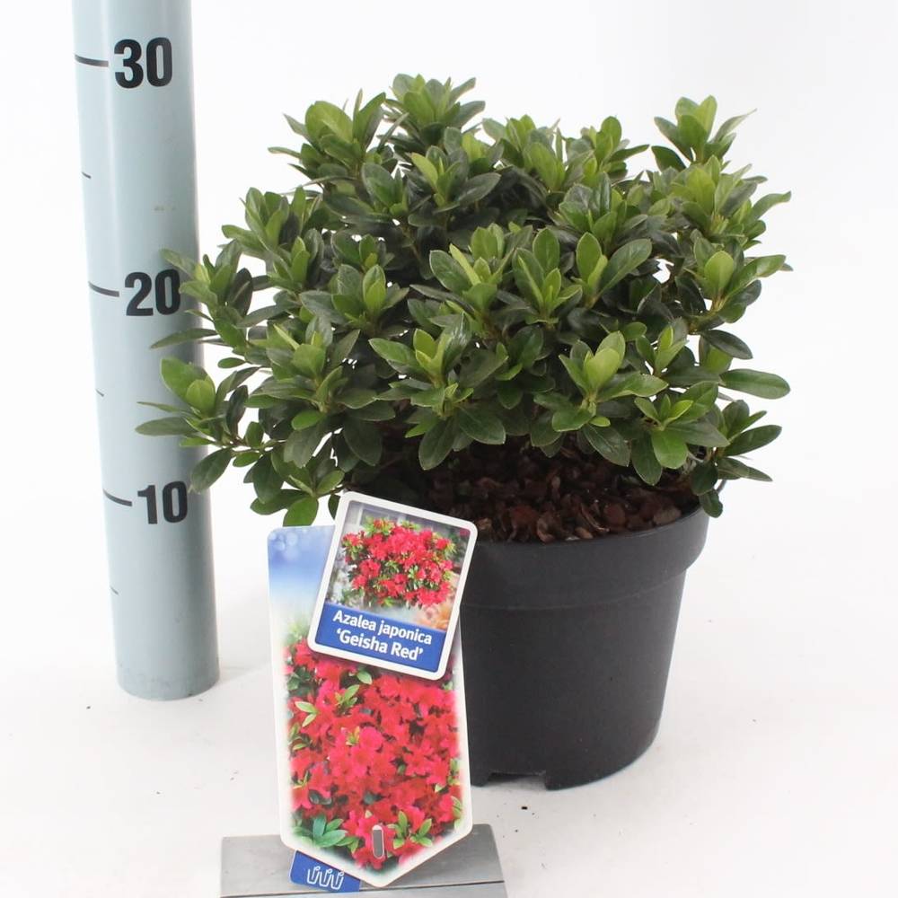 Rhododendron Geisha Red T17 H25