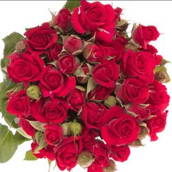 Rose verzweigt rot Mirabel 4+Blüte 40cm