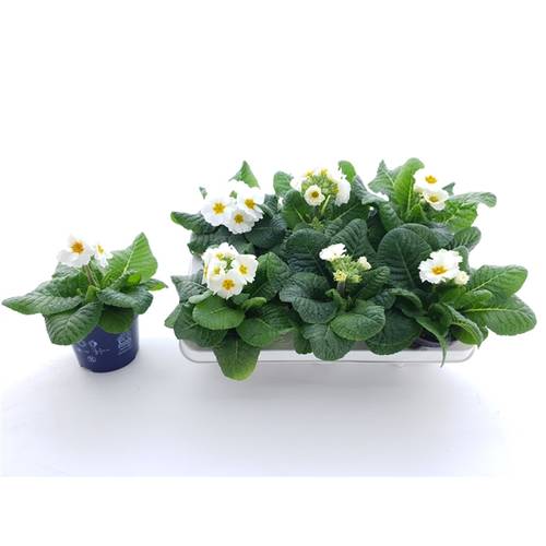 Primula Veris weiss T12 H020