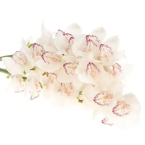 Cymbidium weiss My Eye 80cm 13+Blüte