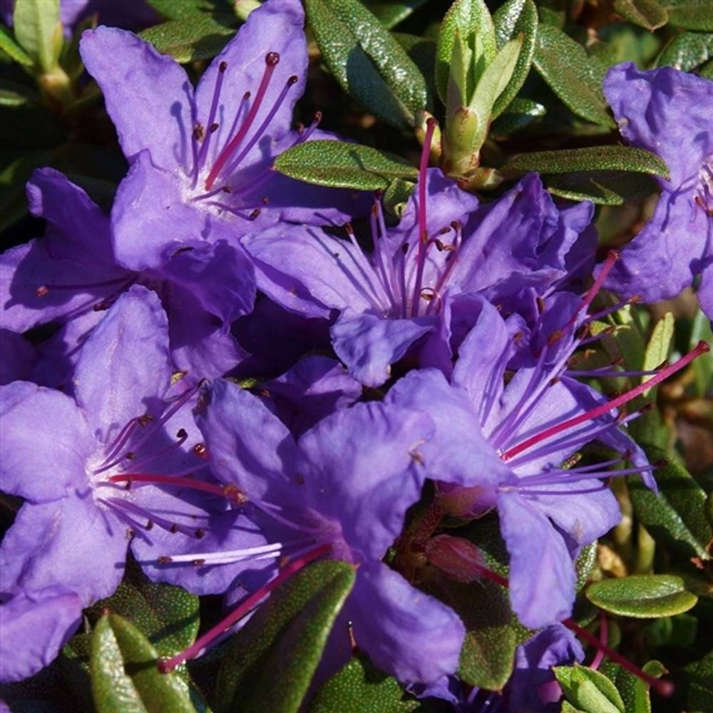 Rhododendron Azurika T17 H25