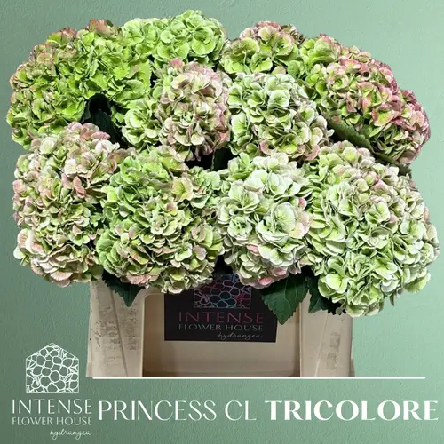 Hortensie grün/hell rosa Princess cl Bol 17cm 50cm