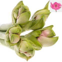 Am.Paris rosa