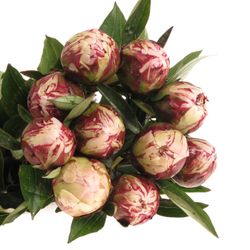 Pfingstrose rosa Sarah B.55cm