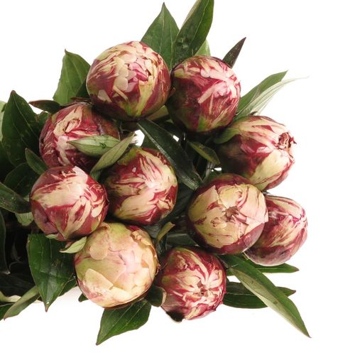 Pfingstrose rosa Sarah B.55cm