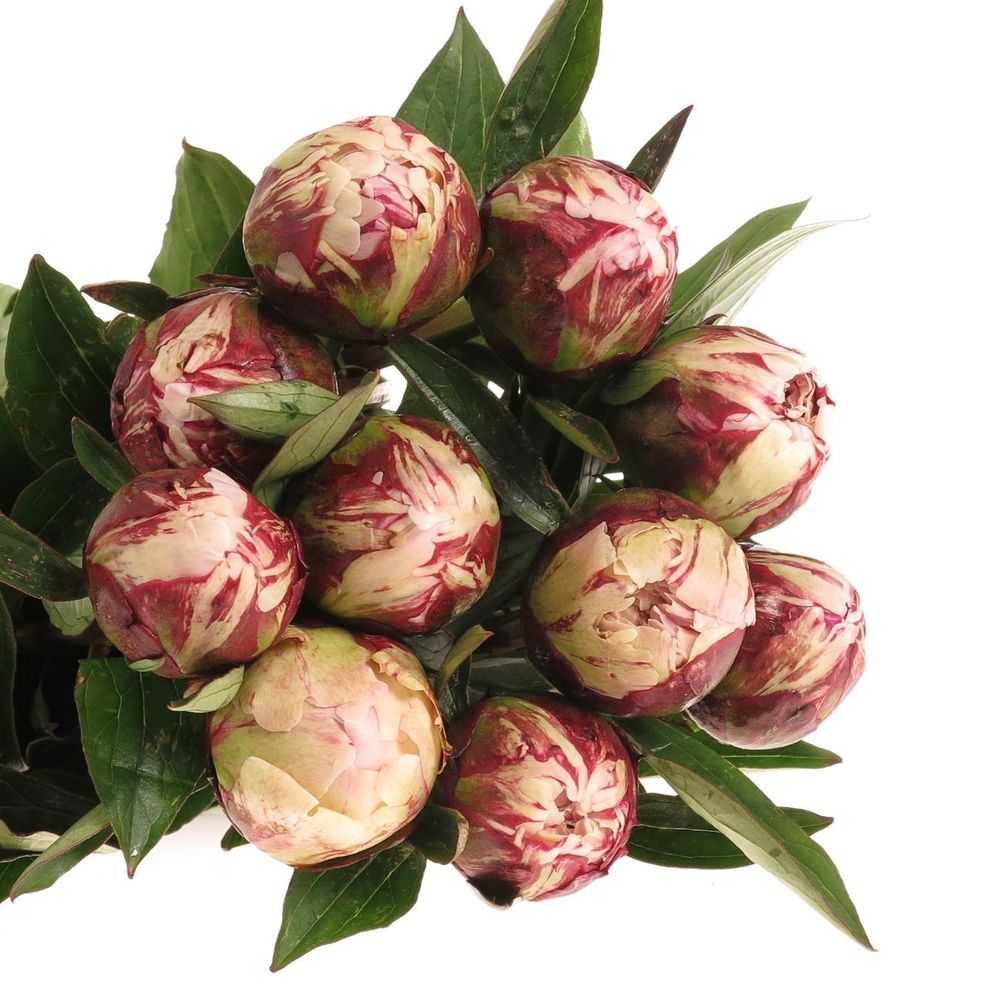 Pfingstrose rosa Sarah B.55cm