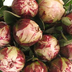 Pfingstrose rosa Sarah B.55cm