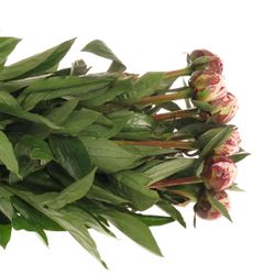 Pfingstrose rosa Sarah B.55cm