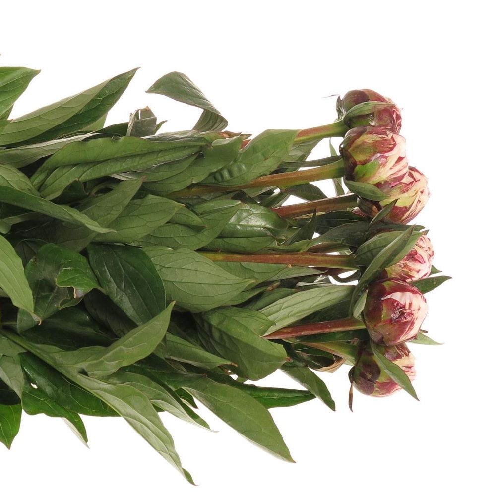 Pfingstrose rosa Sarah B.55cm