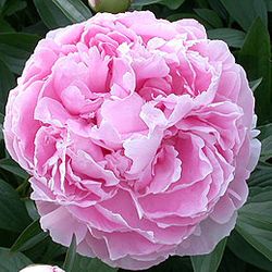 Pfingstrose rosa Sarah B.55cm