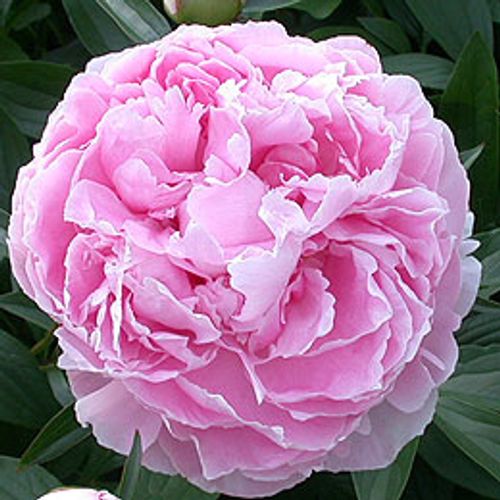 Pfingstrose rosa Sarah B.55cm