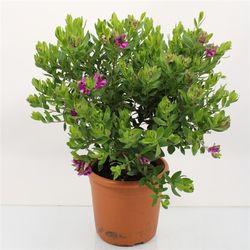Polygala Strauch T20 H50 rosa