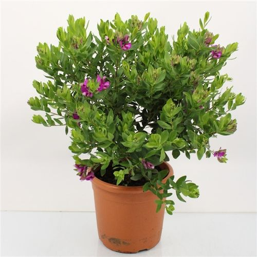 Polygala Strauch T20 H50 rosa