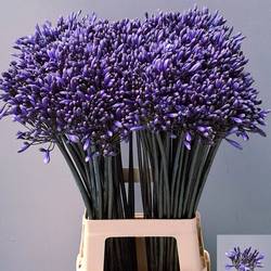 Agapanthus blau City of Lincoln