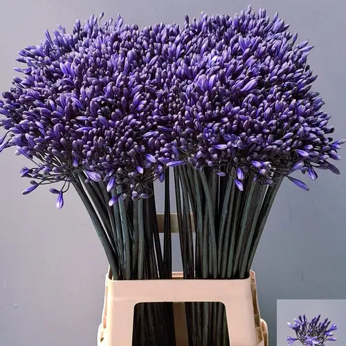Agapanthus blau City of Lincoln
