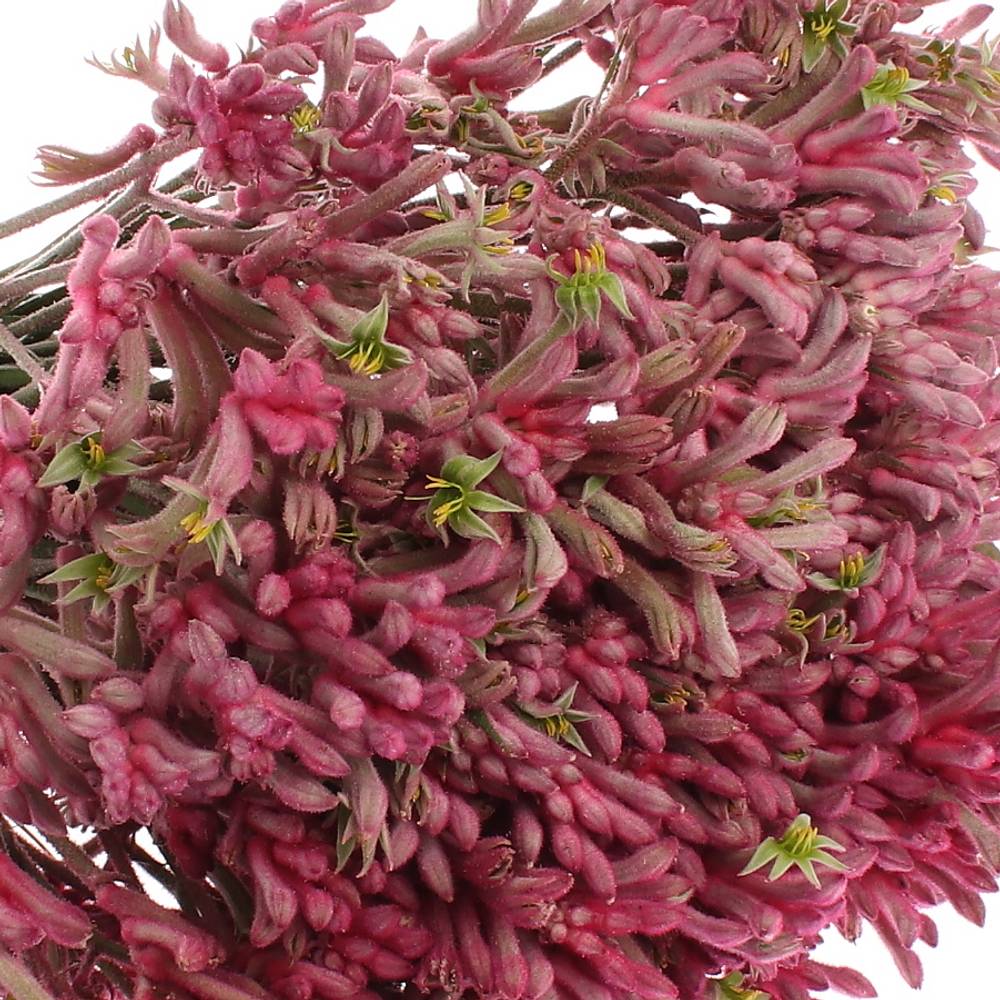 Kangeroo rosa Mini Pearl 40cm