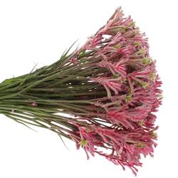 Kangeroo rosa Mini Pearl 40cm