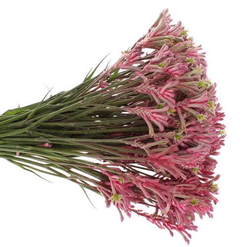 Kangeroo rosa Mini Pearl 40cm