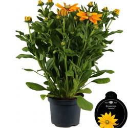 Sunbeckia dunkel gelb Ophelia T19 H055