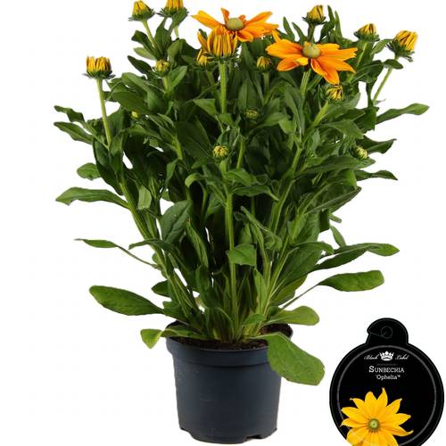 Sunbeckia dunkel gelb Ophelia T19 H055