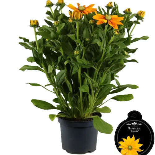 Sunbeckia dunkel gelb Ophelia T19 H055