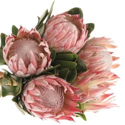 Protea rosa King 40cm