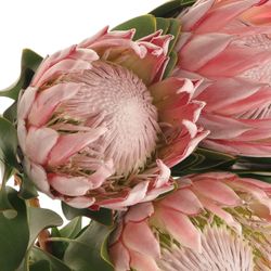 Protea rosa King 40cm