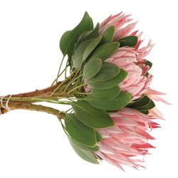 Protea rosa King 40cm
