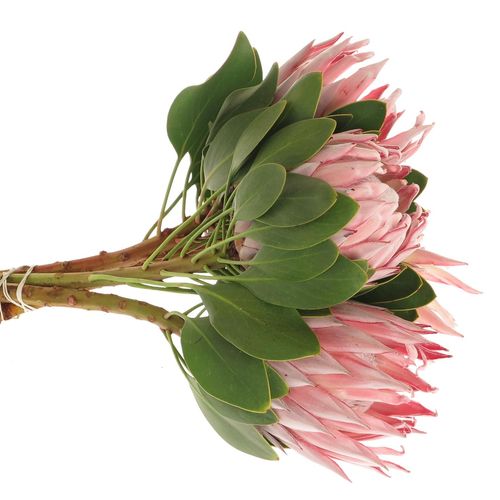 Protea rosa King 40cm