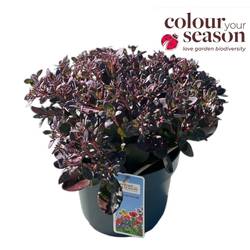 Sedum lila Seduction T19 H045