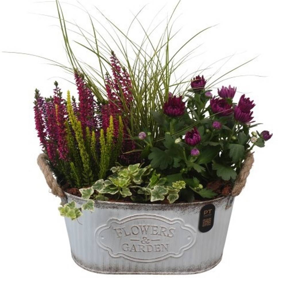 Garten.Arr PTHO7598 Herbst T28 H042