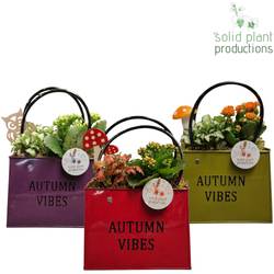 Kal.Arr mix ZKE001AMIX Herbst T18 H028