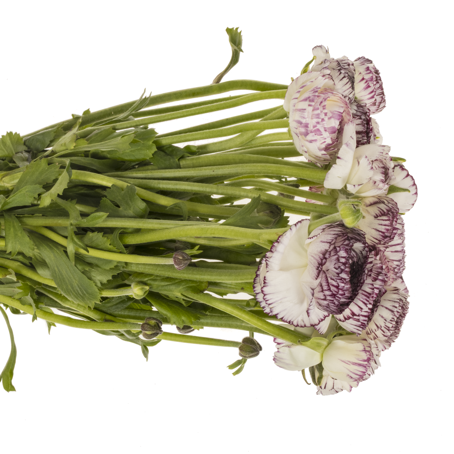 Ranunkel creme-d.lila Dolcevita Wh.Strip  40cm x 30