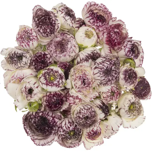 Ranunkel creme-d.lila Dolcevita Wh.Strip  40cm x 30