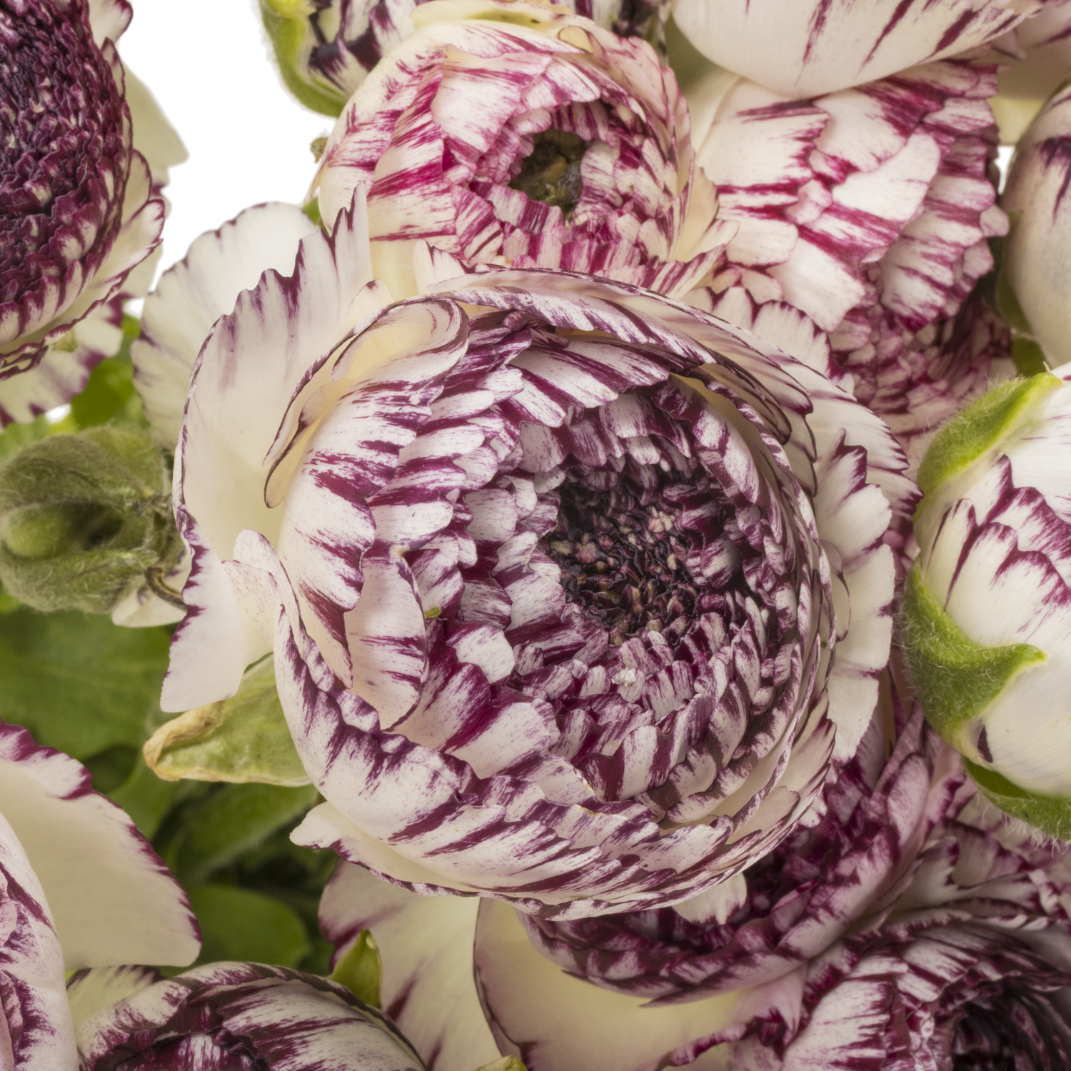 Ranunkel creme-d.lila Dolcevita Wh.Strip  40cm x 30