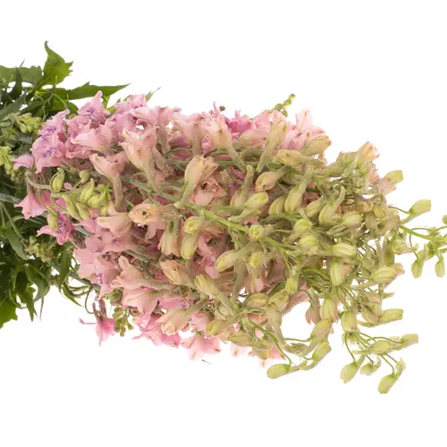 Delphinium rosa Sensation 70cm