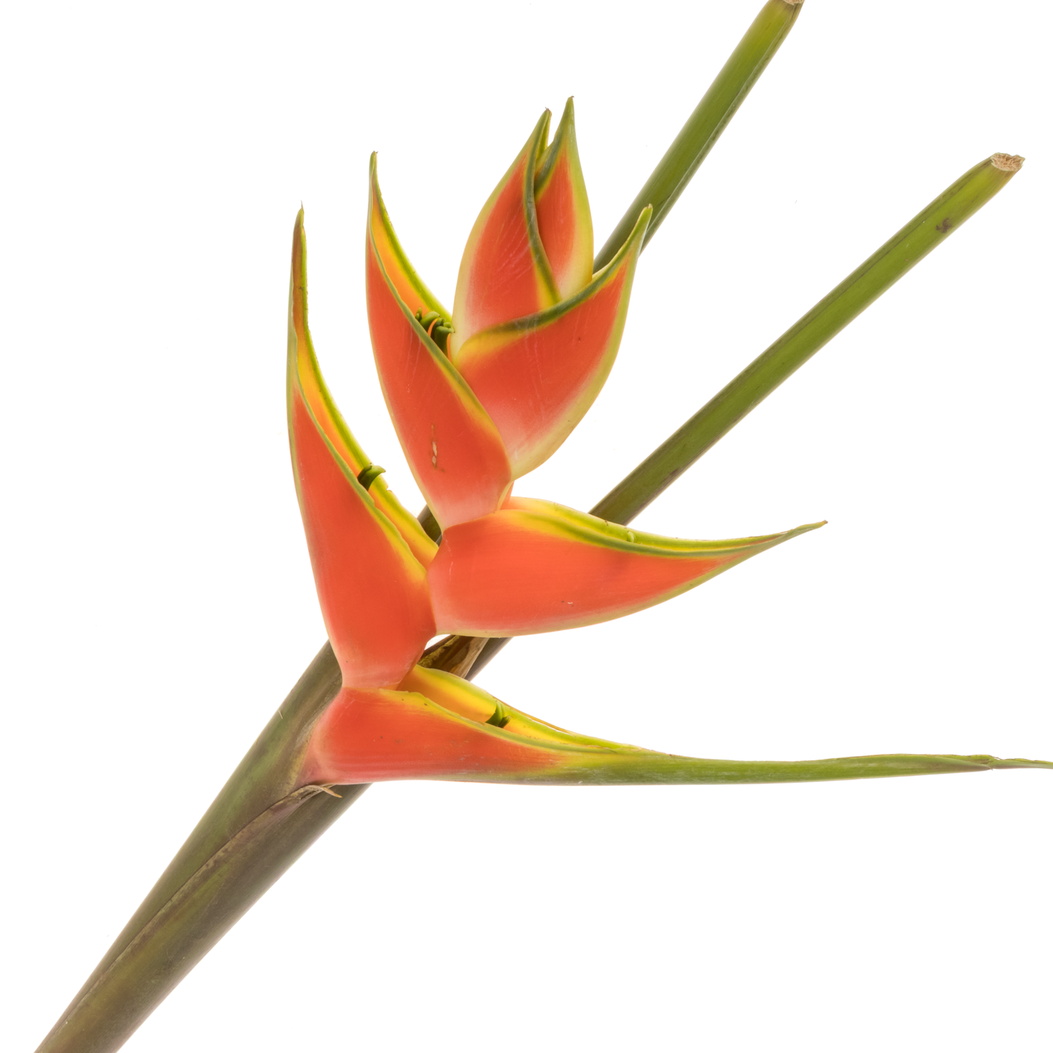 Heliconia Mittel rot/orange Jewel 90cm Karton