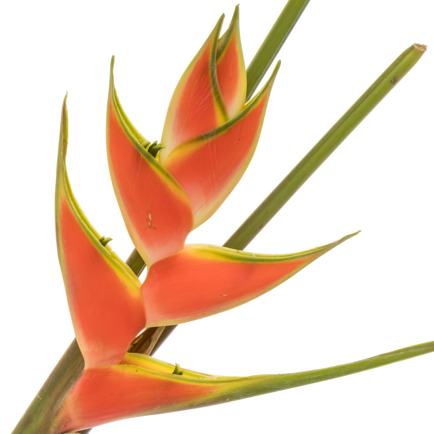 Heliconia Mittel rot/orange Jewel 90cm Karton