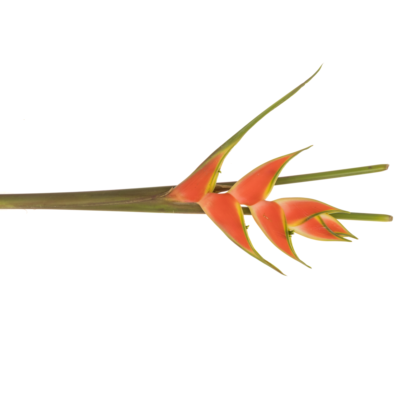 Heliconia Mittel rot/orange Jewel 90cm Karton