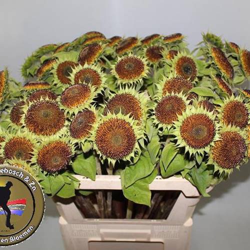 Sonnenblume braun verblüht Star Orange Summer 75cm