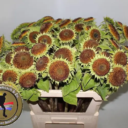 Sonnenblume braun verblüht Star Orange Summer 75cm