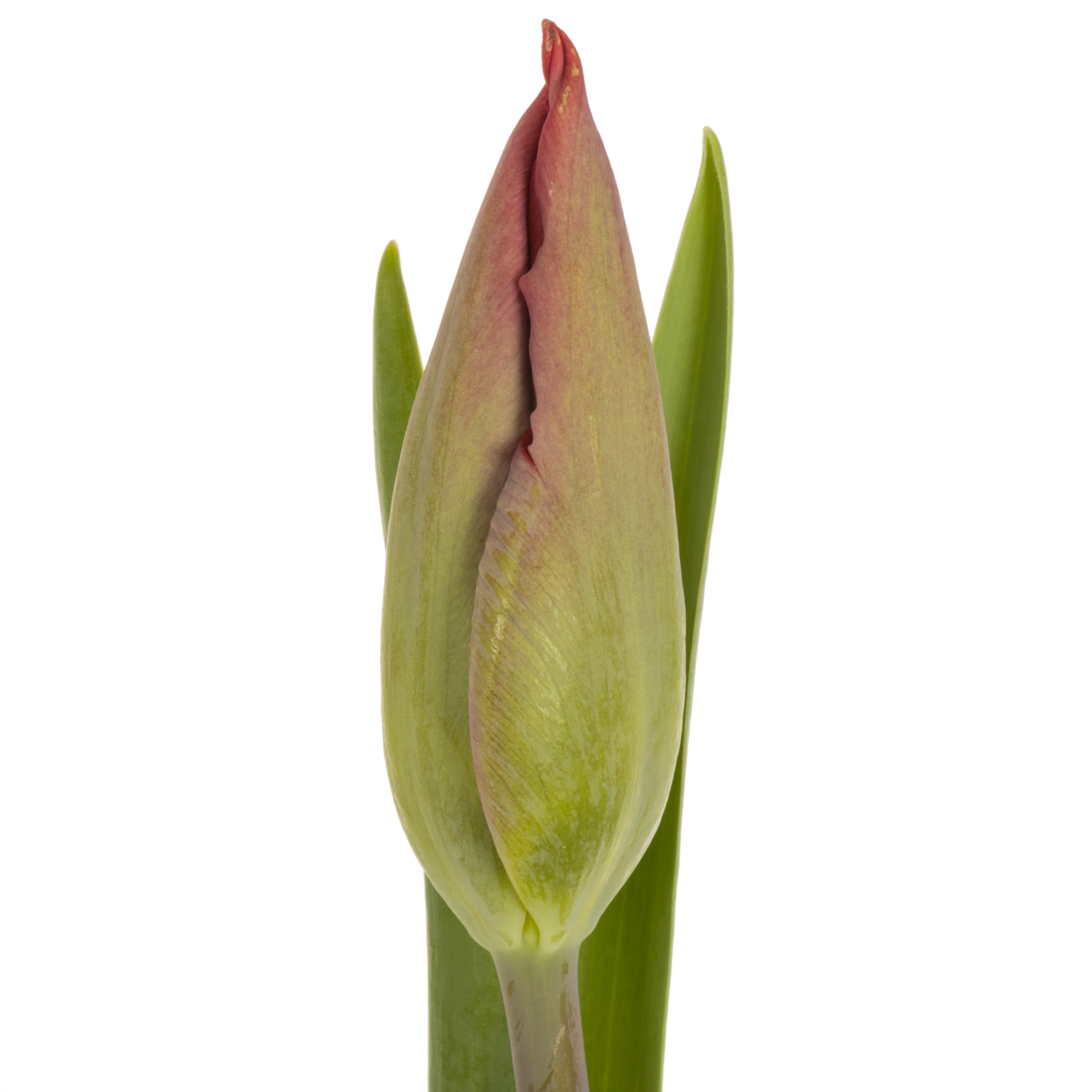 Tulpe rot Red Gold 32 Gramm