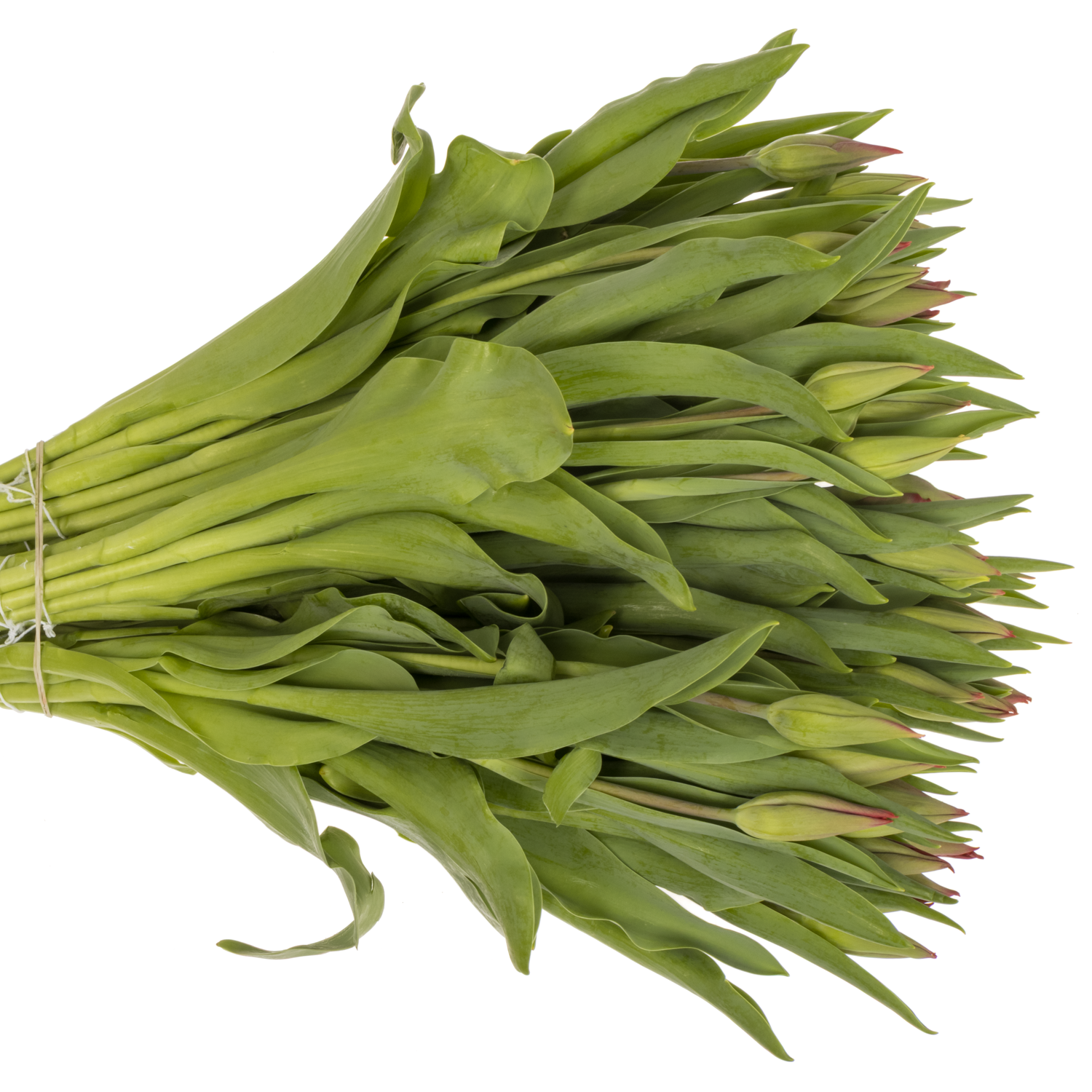 Tulpe rot Red Gold 32 Gramm