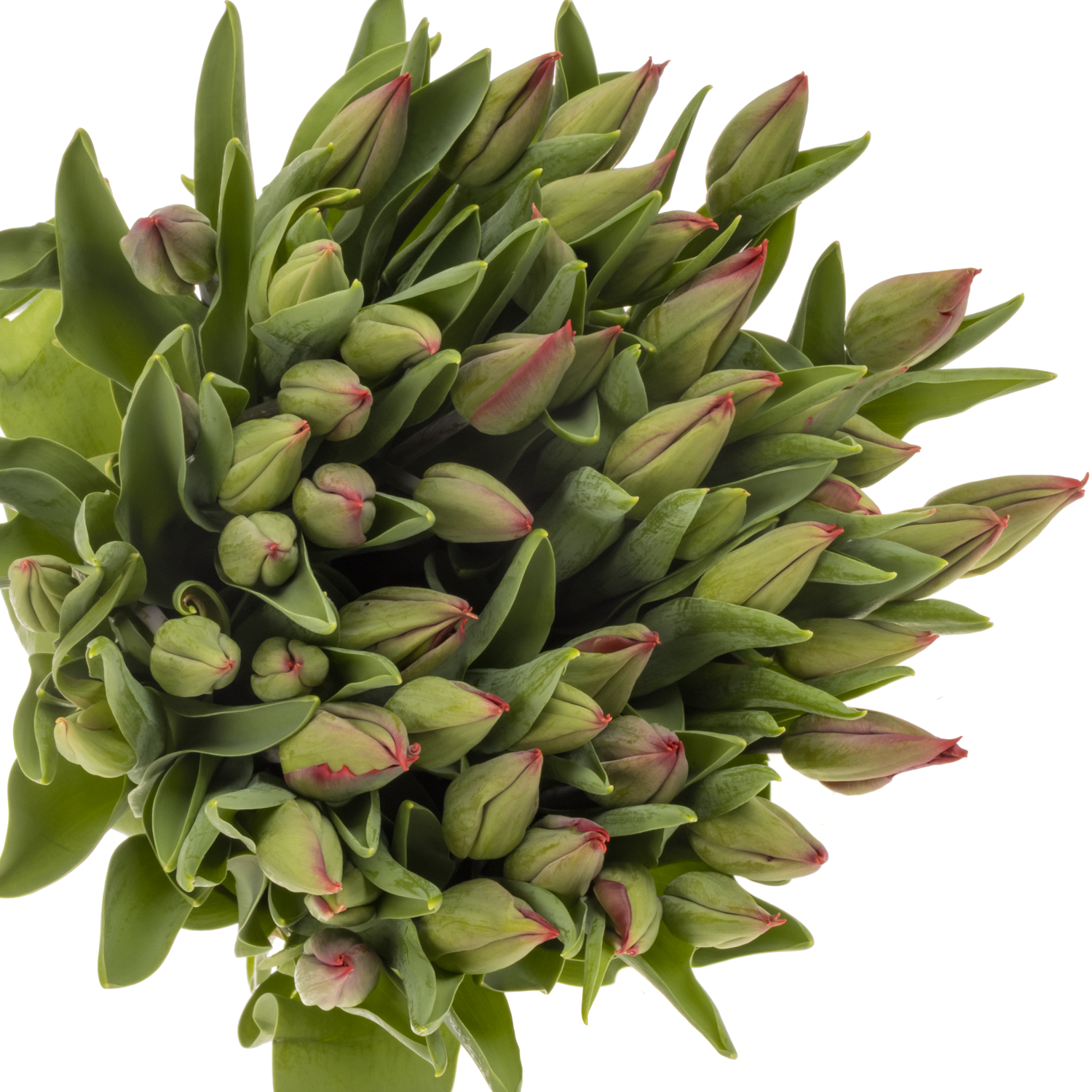 Tulpe rot Red Gold 32 Gramm